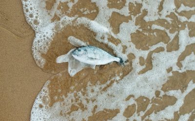 Dampak negatif tinggal di rumah mepet laut